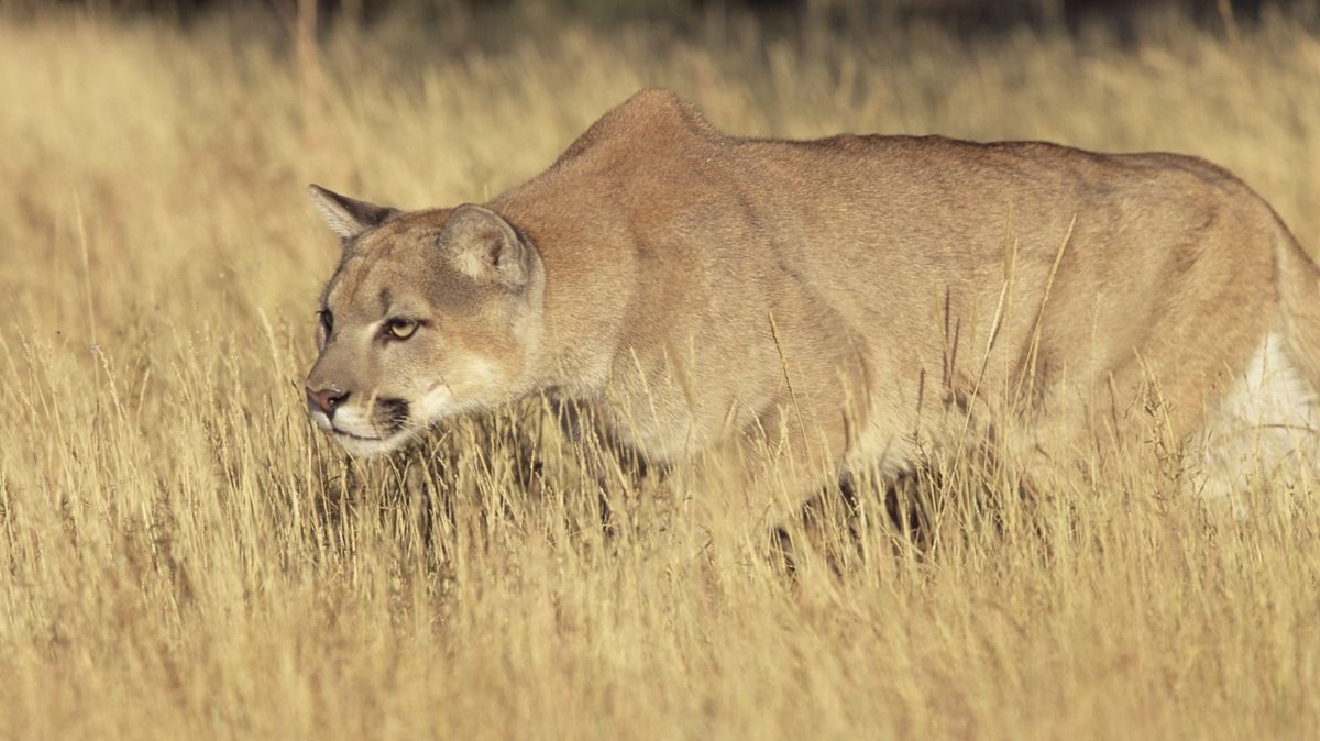 Ženu při túře v horách v Coloradu zřejmě zabila puma americká